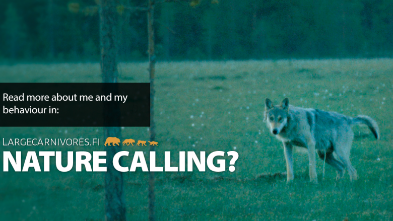 A urinating wolf looking at the camera. Superimposed on the image is the text: Nature calling?