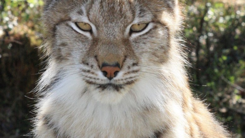 Close-up image of a lynx’s head.