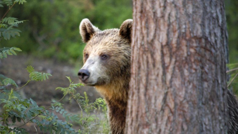 Bear is looking behind a tree.