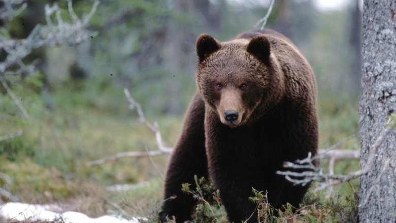 Bear is staring intensively.