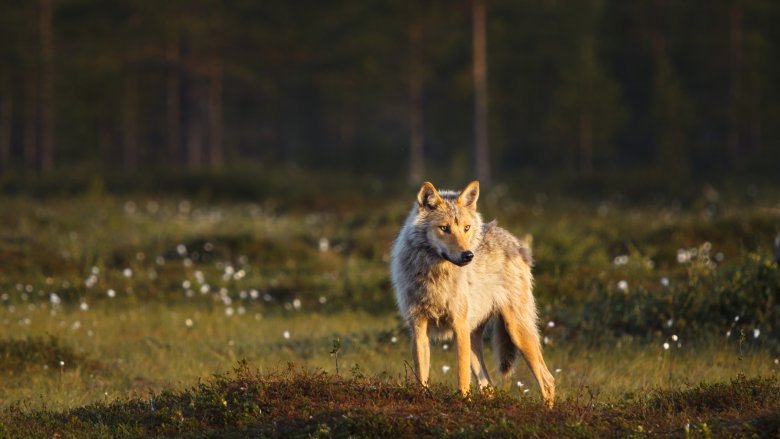 A wolf looking at the camera standing in a swamp.