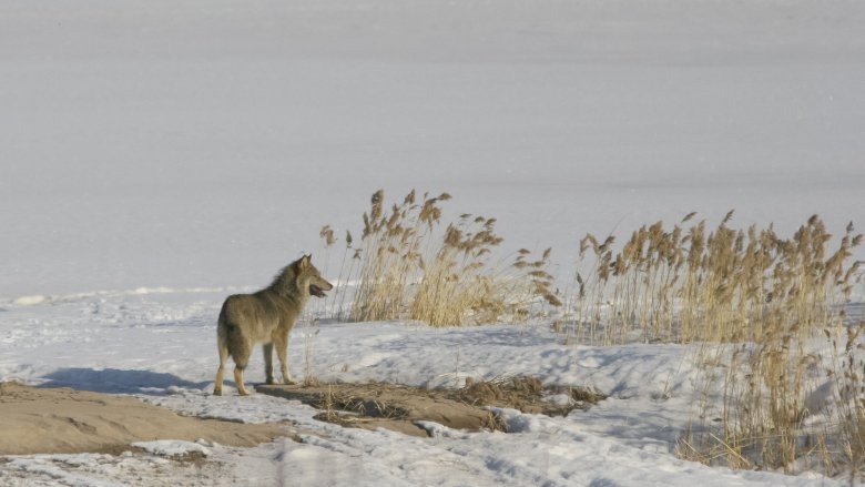 A wolf is standing on a snowy lake in the middle of reeds.