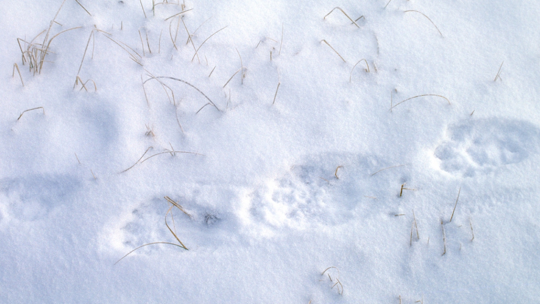 Wolverine tracks in the snow, hay stalks poke through the snow.