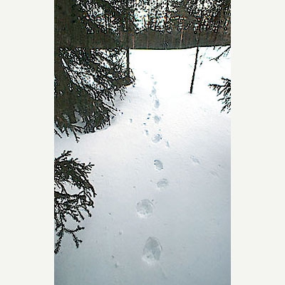 Four-footed wolverine gallop tracks in the forest.
