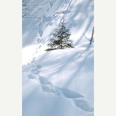 Wolverine footprints in deep snow next to a small spruce.