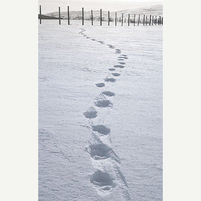 Typical triple wolverine footprint on the snow surface. A continuously repeating, slanted line of triple footprints