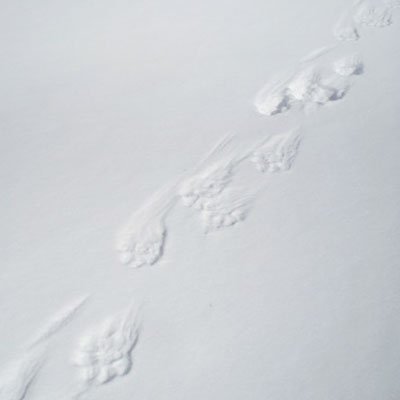 Wolverine tracks on a crusted spring snowbank.