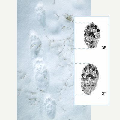 Wolverine tracks in the snow show the impression of five carpal pads. Next to the photo, an illustration of the tracks.