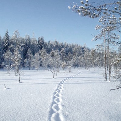 Tracks of a jumping wolverine in soft snow in the mire, with forest in the background.