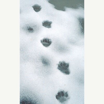 Five-toe marks in packed snow.