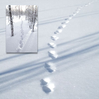 Paired, jumping wolverine tracks in the snow. The other, smaller image shows the same type of tracks in the forest.
