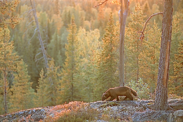Wolverine walking on rock in an autumn forest at sunset.