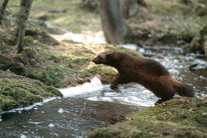 Wolverine jumping over a forest stream.