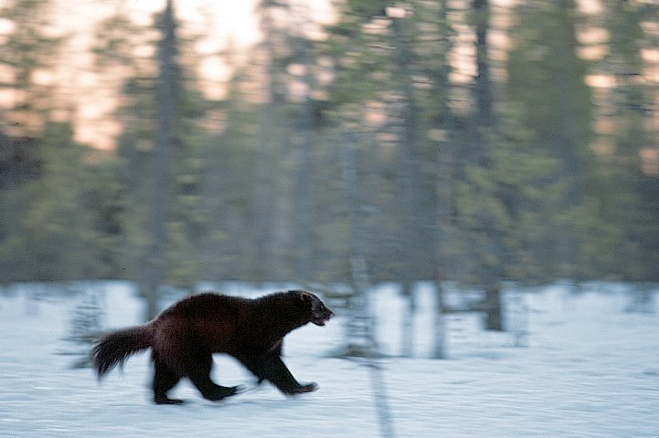 Wolverine running in a snowy forest.