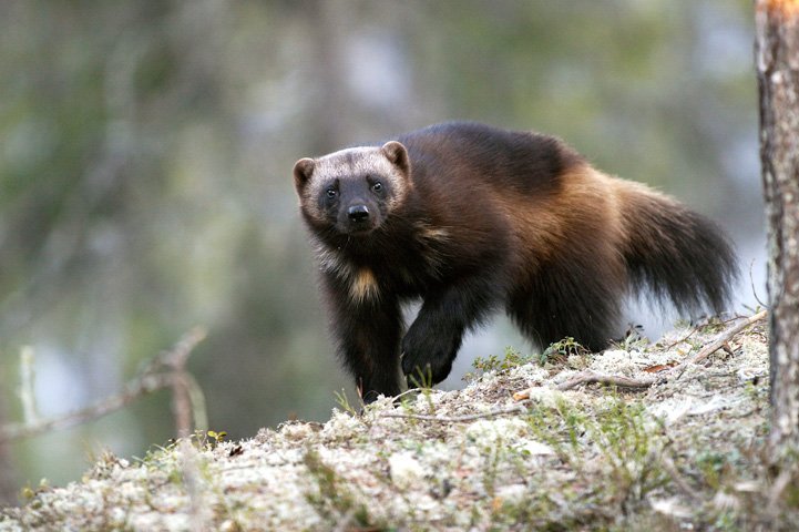 Wolverine on a forest rock, looking at the camera.