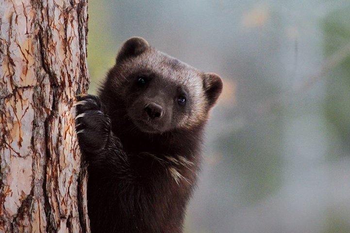 Close-up shot of a wolverine standing up, looking at the camera and holding onto the truck of a spruce with its front paws.