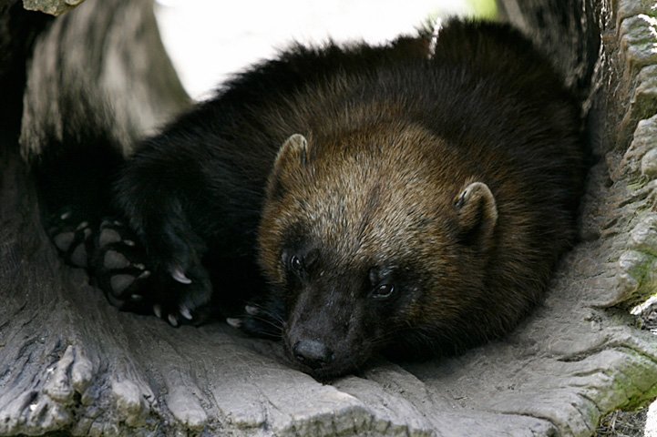 Close-up shot of a wolverine resting, curled up in the hole of the tree.