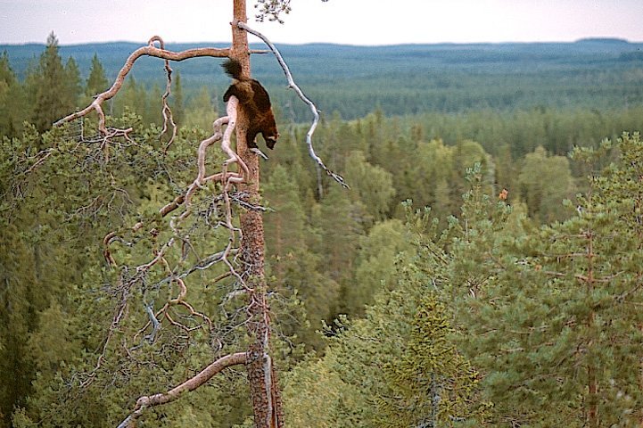 Wolverine climbing down the trunk of a tall pine. A forest is in the background.