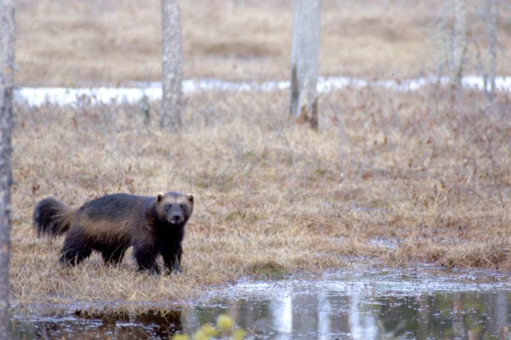 Wolverine standing in an autumn swamp, looking at the camera, with a pond in the background.