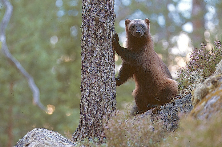 Wolverine on a forest ridge, leaning on a spruce trunk with its front paws. Wolverine looking at the camera curiously.