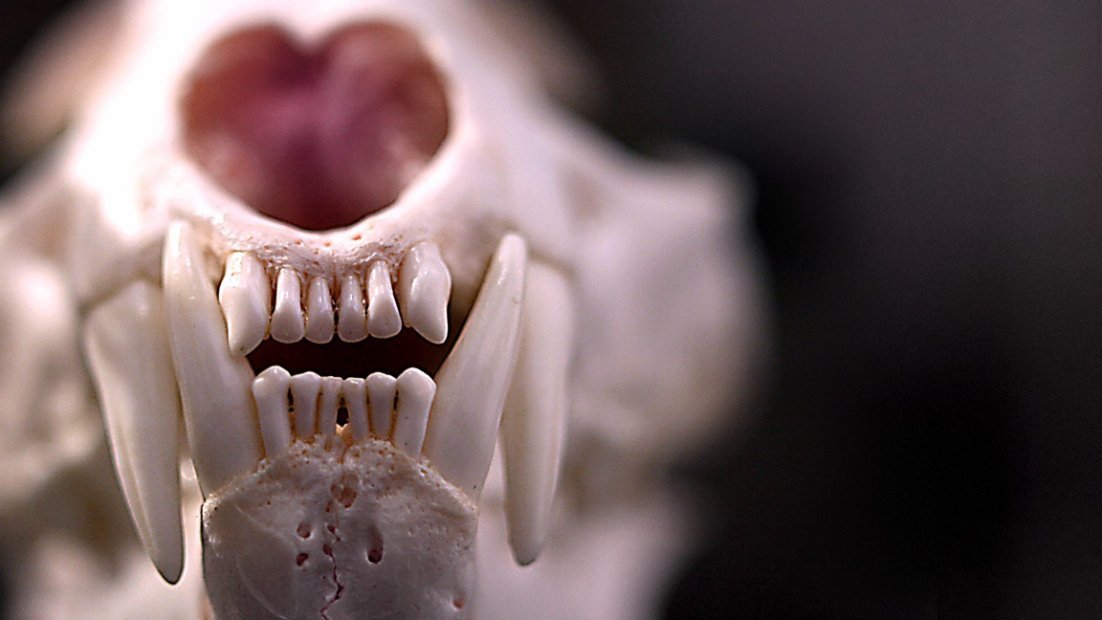 A close-up of lynx skull, showing carnassial teeth, front teeth and nostril.
