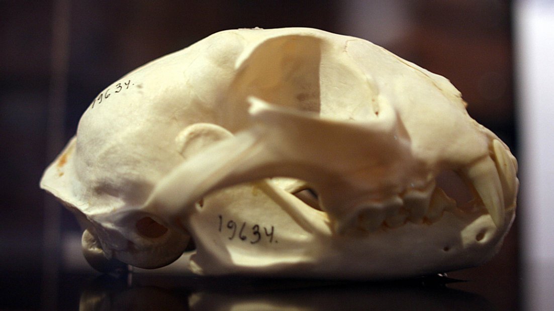 Close-up shot of a lynx skull, taken from the side. Numbers have been drawn on the skull with a felt-tip marker.