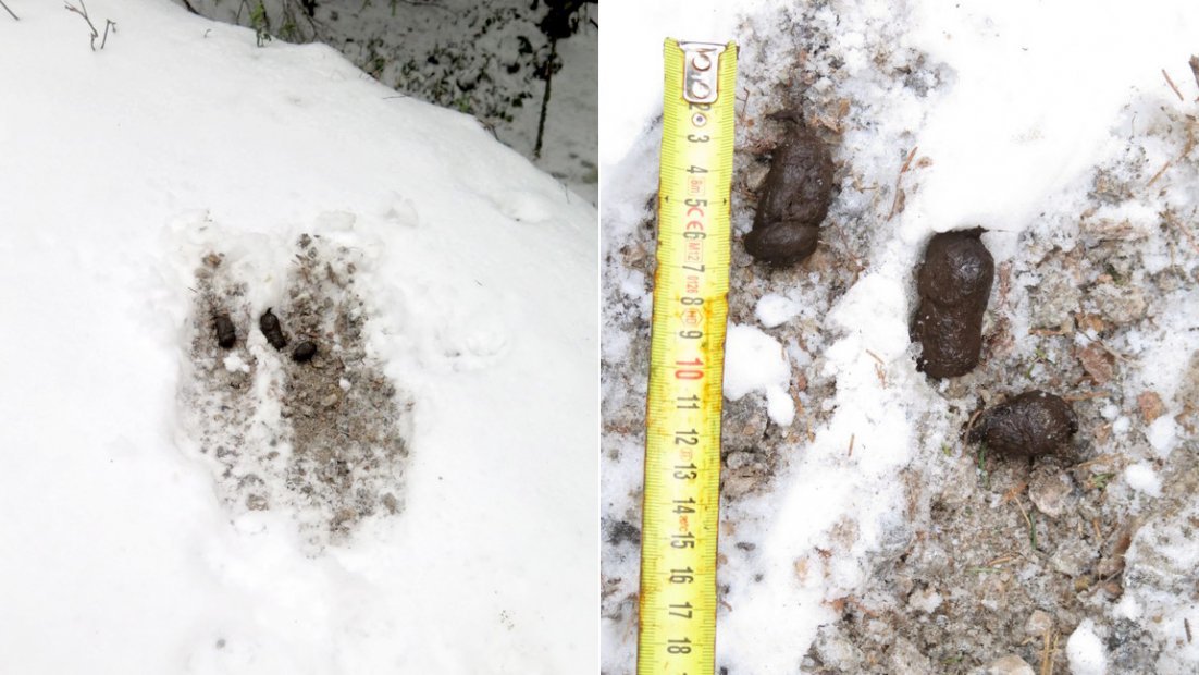 Two images, side by side. The image on the left shows three droppings in the snow. The image on the right is a close-up of the same droppings, with a measuring tape showing the size of the dropping as four centimetres.