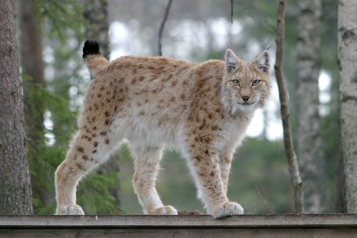 Lynx standing on a wooden shelter, looking at the camera. A forest is in the background.