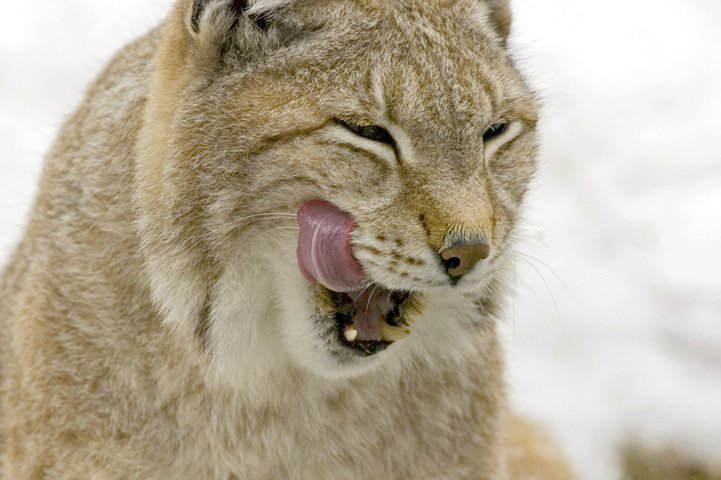 A close-up of a lynx licking its lips.