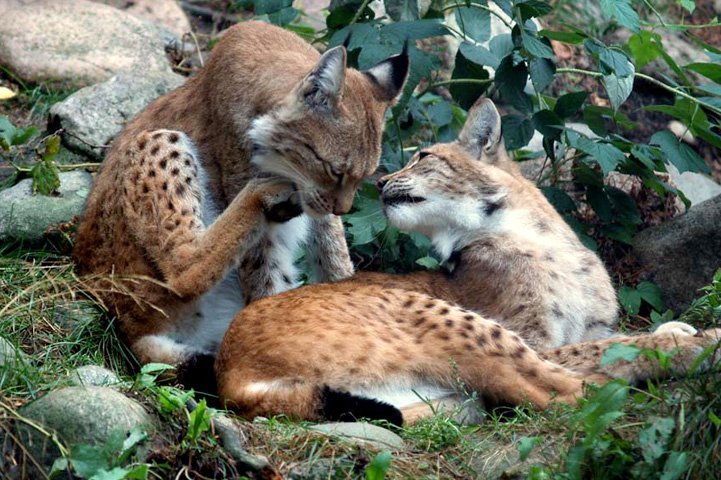 Two lynxes lying on rocky ground, surrounded by vegetation. The lynx in front is looking at the lynx behind it, which is licking its hind paw.