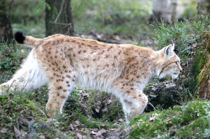 Lynx running through a summer forest.