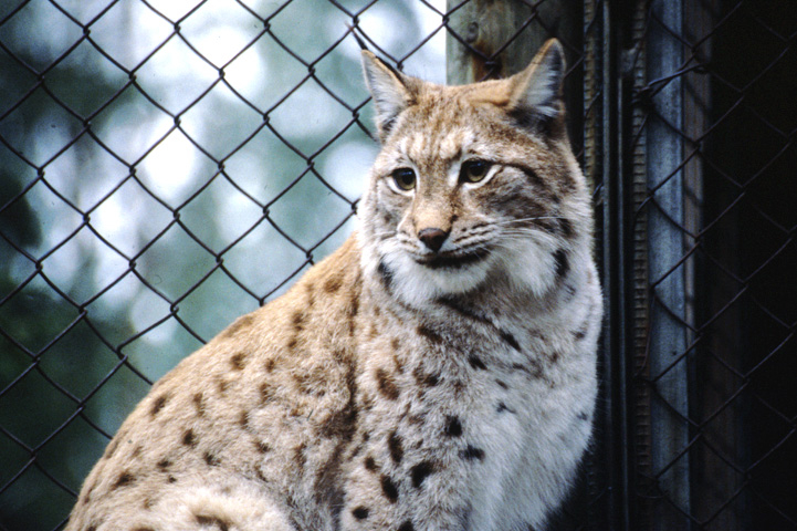 Close-up shot of a sitting lynx. Chain-link fence in the background.