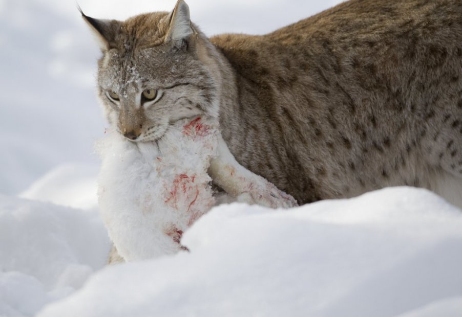 The lynx runs in the snow with a hare in its mouth