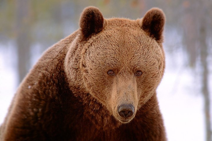 Brown bear's face
