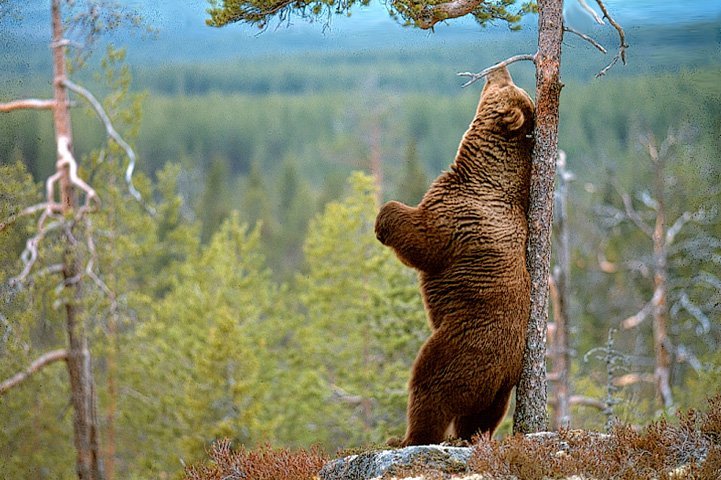 The bear scratches its back against a tree