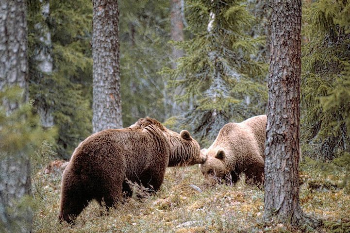 Bear couple getting to know to one another in a forest