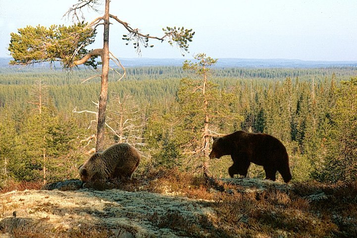 Two bears stepping on moss