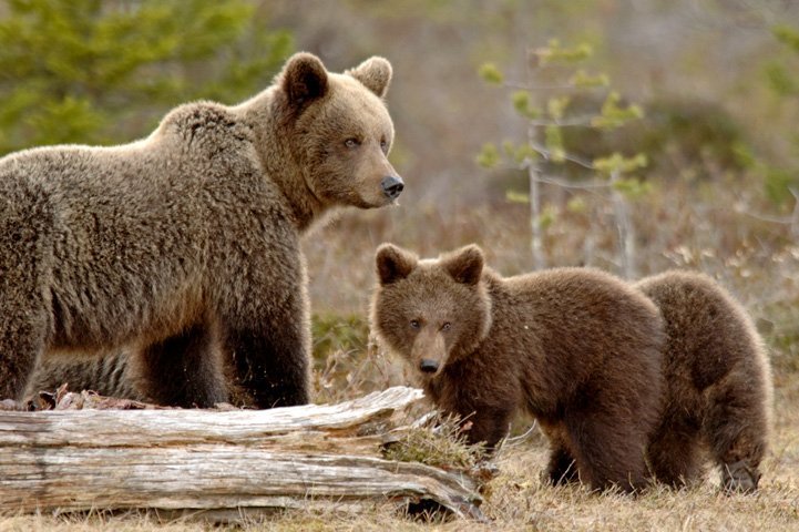 Mother bear with two cubs in front of her.