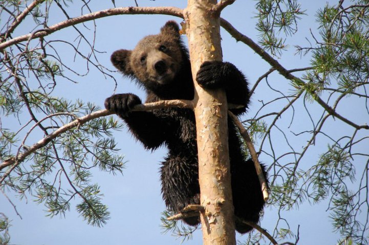 Bear cub is in a tree and it is peaking behind a branch. 