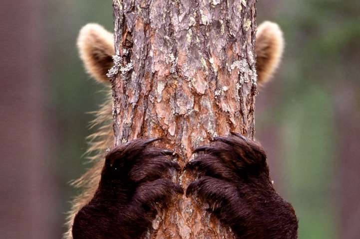 A bear is hiding behind a tree, only ears and front paws are seen.