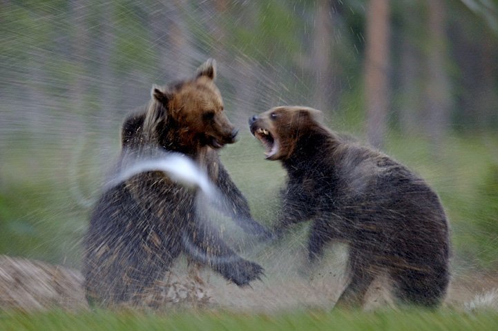Two bears are fighting on mire, water spills. 