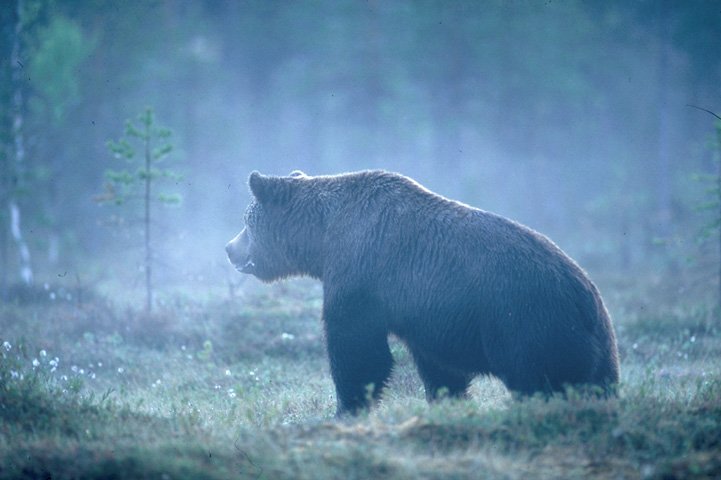 A bear in a misty swamp.