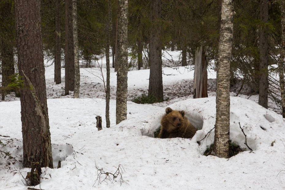 Waking up from the winter nest. The bear peeks out of the hole of a snow mound in the middle of the birches.