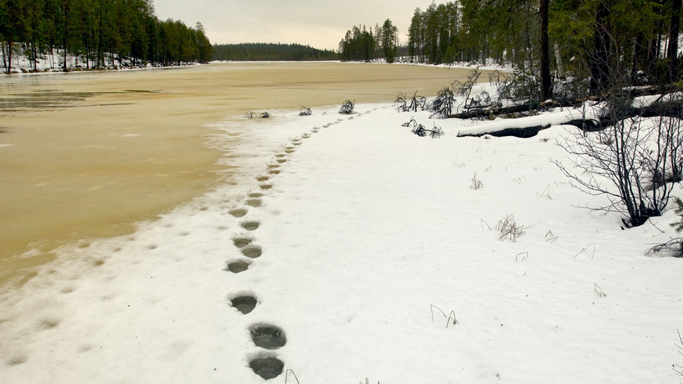 Bear's footprints on wet ice.