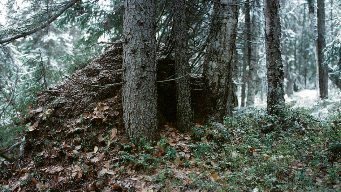Bear's nest in a forest, first snow in autumn.