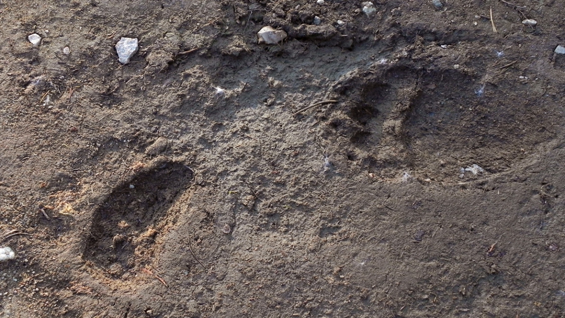 Bear's footprints in sand. 