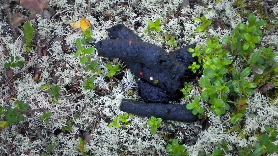 Bear's faeces on the ground.