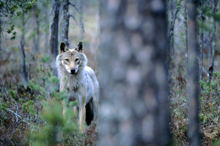 Wolf in a forest.