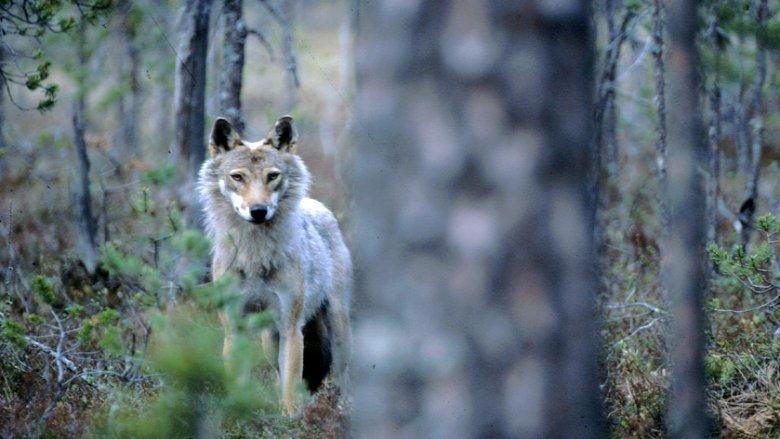 Wolf in a forest.