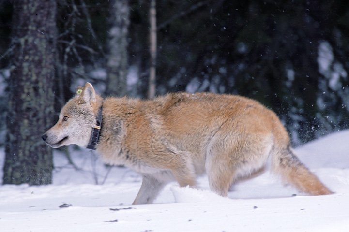 GPS-collared wolf runs in snow.